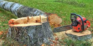 Best Firewood Processing and Delivery  in New Holstein, WI